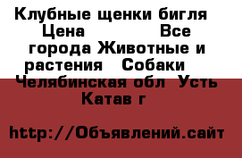 Клубные щенки бигля › Цена ­ 30 000 - Все города Животные и растения » Собаки   . Челябинская обл.,Усть-Катав г.